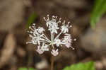 Dwarf ginseng